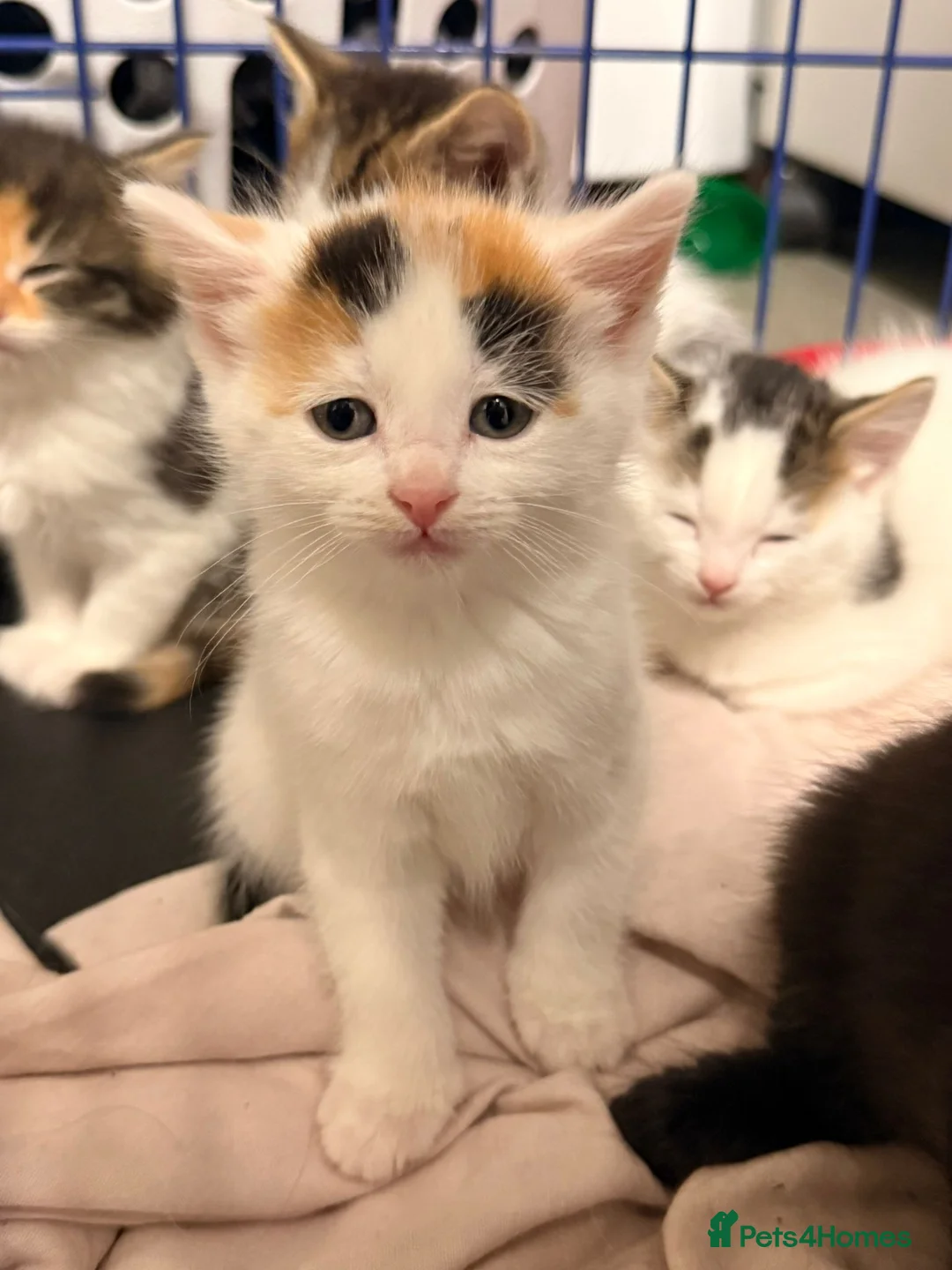 Maine Coon cats for sale: Half Maine Coon Kittens  - Advert 1