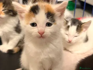 Maine Coon cats Maine Coon Kittens - Advert 1