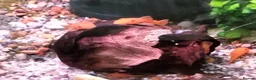 Plecos fish for sale: Super red short fin bristlenose plecos NR5 0PX  in Norwich - Advert 2