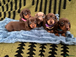 Miniature Dachshund dogs Beautiful miniature dachshund puppies - Advert 2