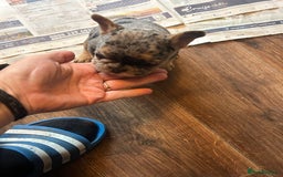 Mixed Breed dogs for sale: French bulldog/pocket bully  - Image 10