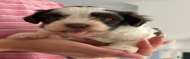 Havanese 3