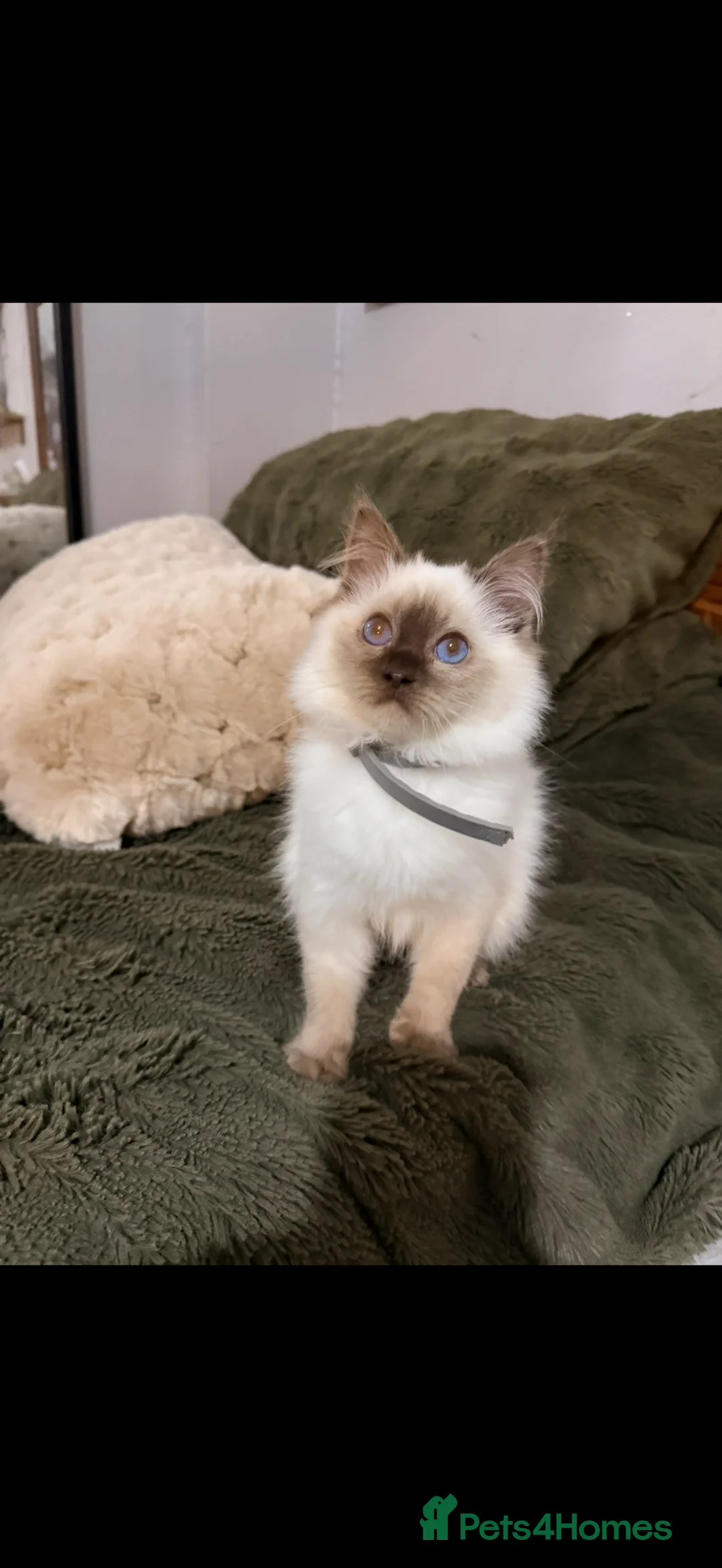 Ragdoll cats for sale: Stunning Ragdoll kittens READY TO COLLECT TODAY - Advert 2
