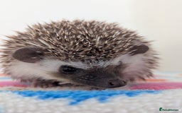 Pygmy Hedgehog rodents for sale: Beautiful Hoglets Ready to Reserve Now - Image 1