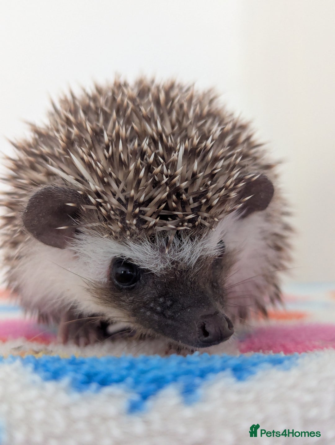 Pygmy Hedgehog rodents for sale: Beautiful Hoglets Ready to Reserve Now - Image 1