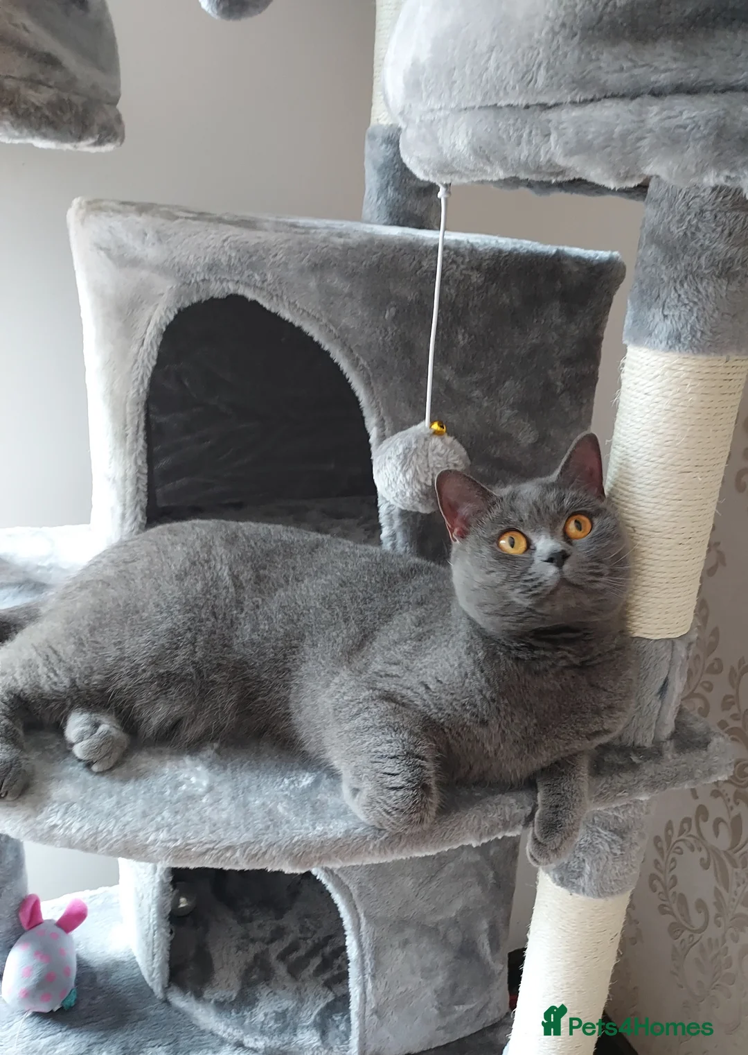 British Shorthair cats for sale: Adult female British shorthair.  - Advert 2