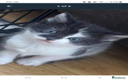 Mixed Breed cats for sale: Only one wee boy left  - Image 17