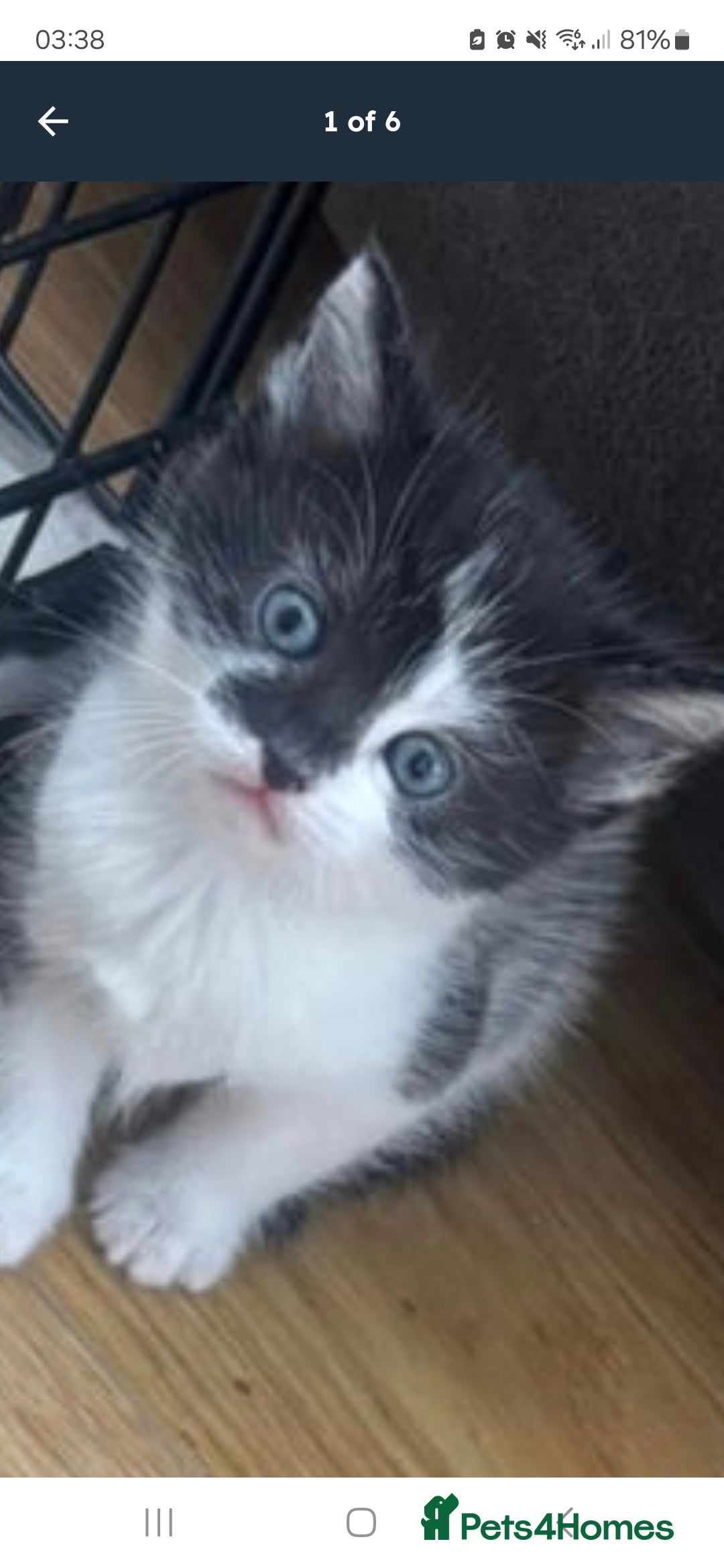 Mixed Breed cats for sale: Only one wee boy left  - Image 17
