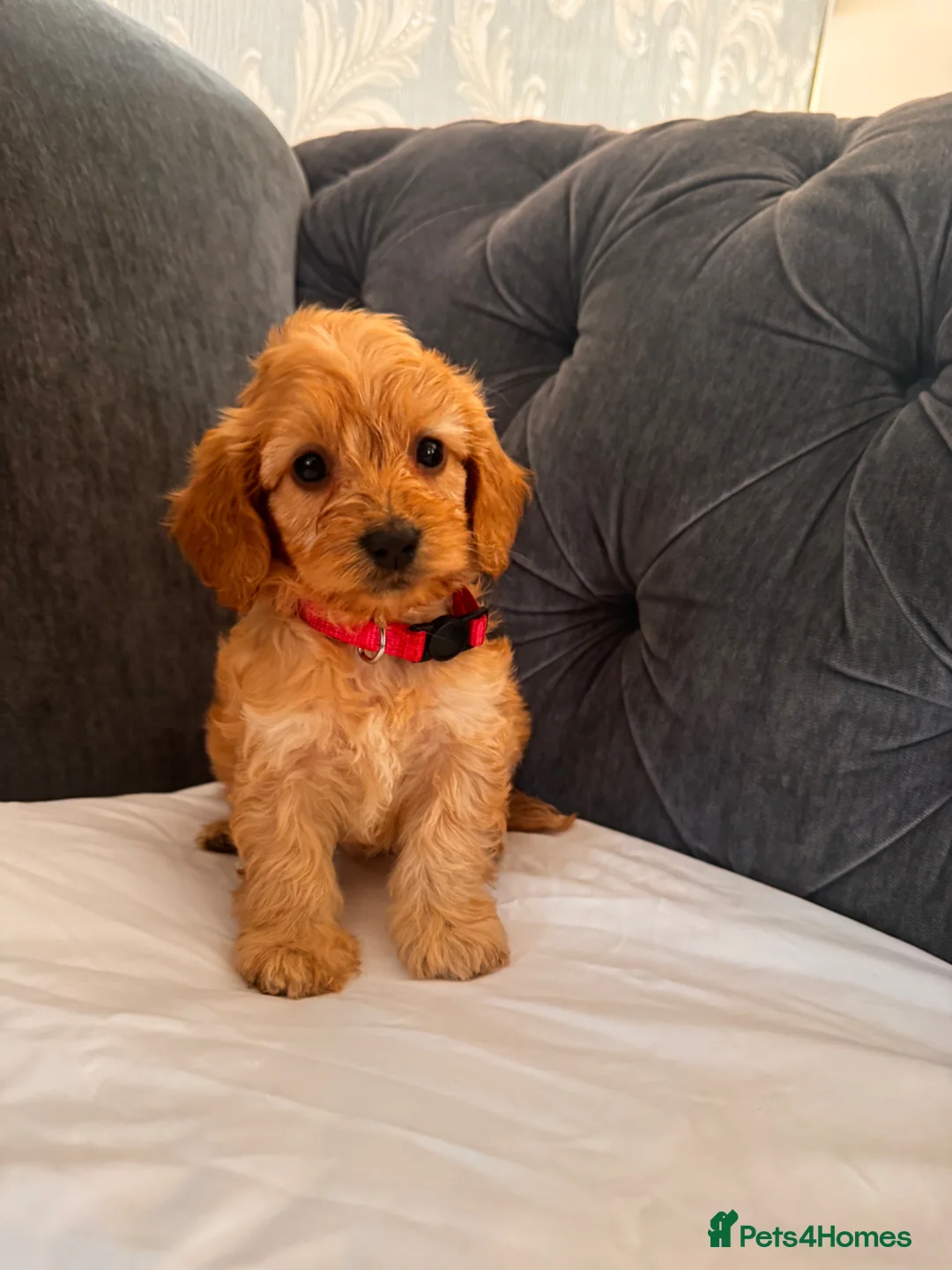 Cockapoo dogs for sale: Cockapoo puppies  in Leatherhead - Advert 1