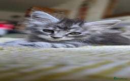 Maine Coon cats for sale: Maine coon kittens ready to collecting  - Image 7