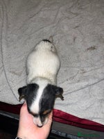 Jack Russell dogs - Advert 4