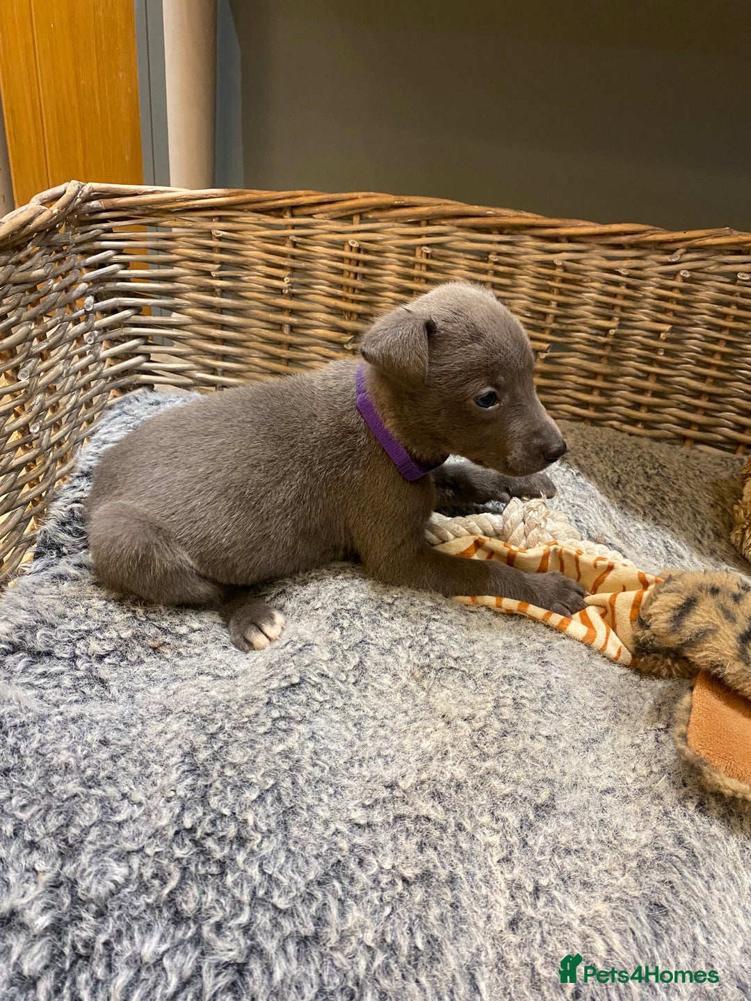 Mixed Breed dogs for sale: Beautiful merle whippet x collie puppies  - Advert 14