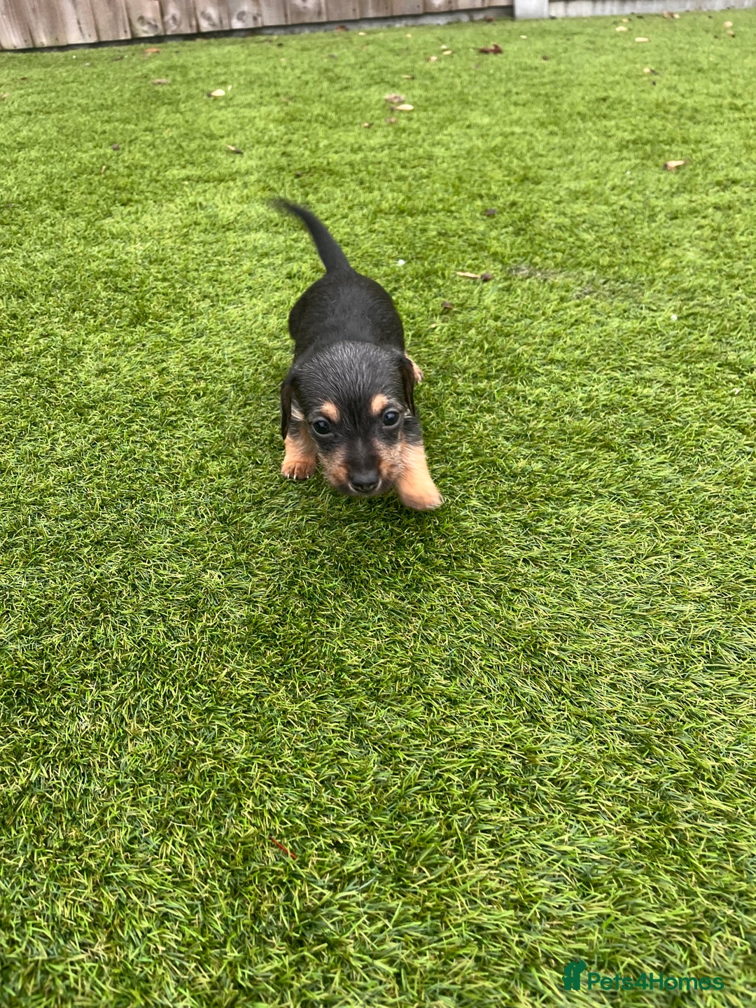 Mixed Breed dogs for sale: 5 beautiful jackshund puppies for sale - Advert 17