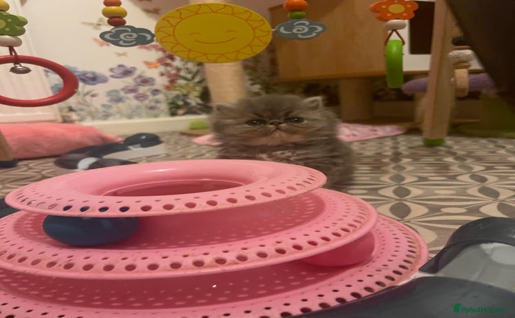 Persian cats - Advert 10