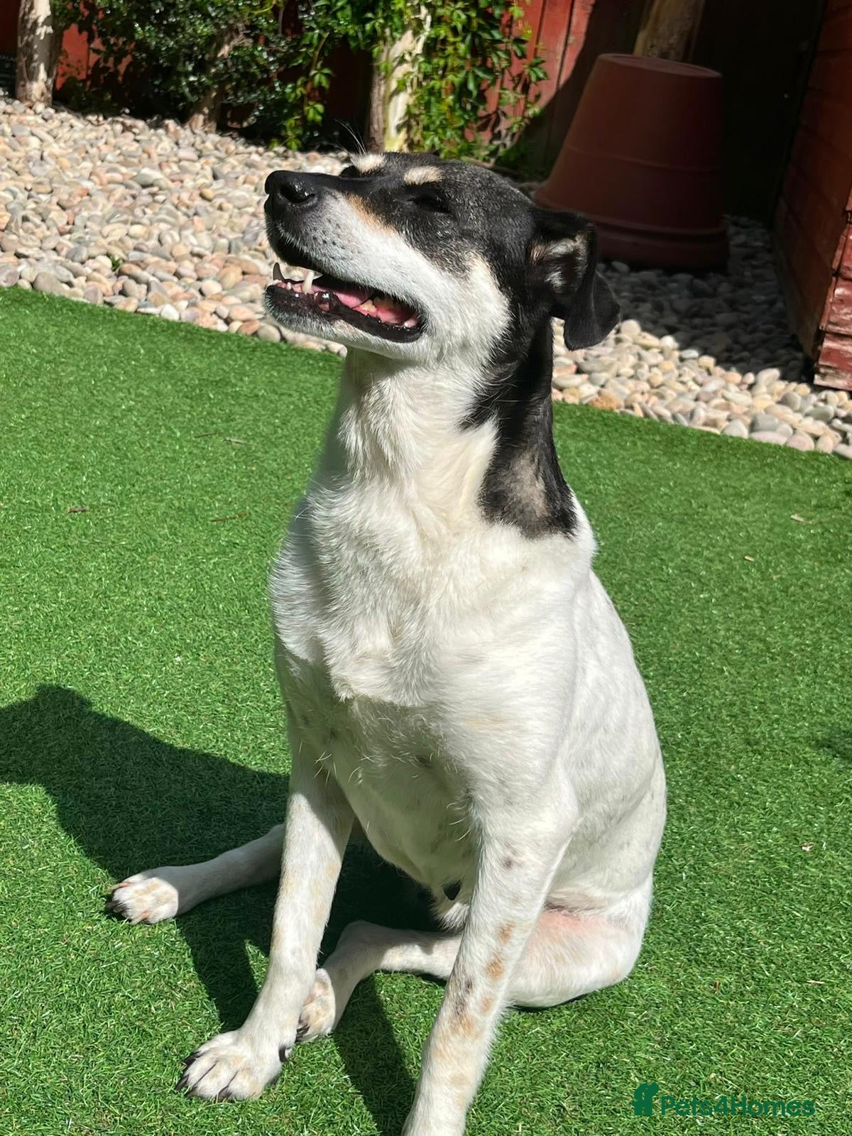 Mixed Breed dogs Stella ⭐️ - Advert 13