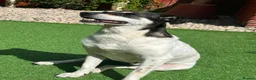 Mixed Breed dogs for adoption: Stella ⭐️ - Advert 1