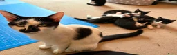 Domestic Shorthair cats for sale: Gorgeous Fluffy Black & White Kittens - READY NOW! - Advert 5