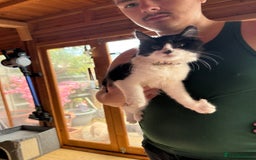 Mixed Breed cats for sale: Zeus is looking for a new home  - Image 1