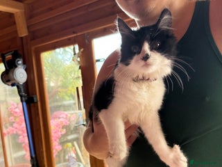 Mixed Breed cats - Advert 1