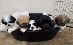 Lhasa Apso dogs for sale: Lhasa Apso Puppies - Advert 4