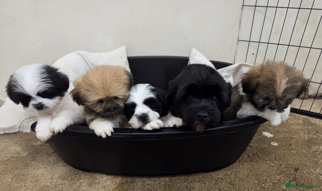 Lhasa Apso dogs for sale: Lhasa Apso Puppies - Advert 4