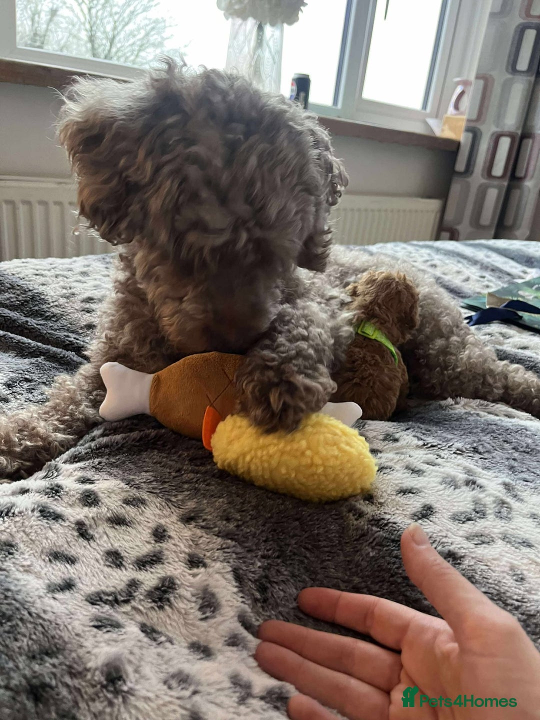 Miniature Poodle dogs for sale: Miniature Poodles!!! - Advert 10