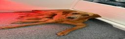Labrador Retriever dogs for sale: KC REGISTERED FOX RED LABRADOR  - Advert 1