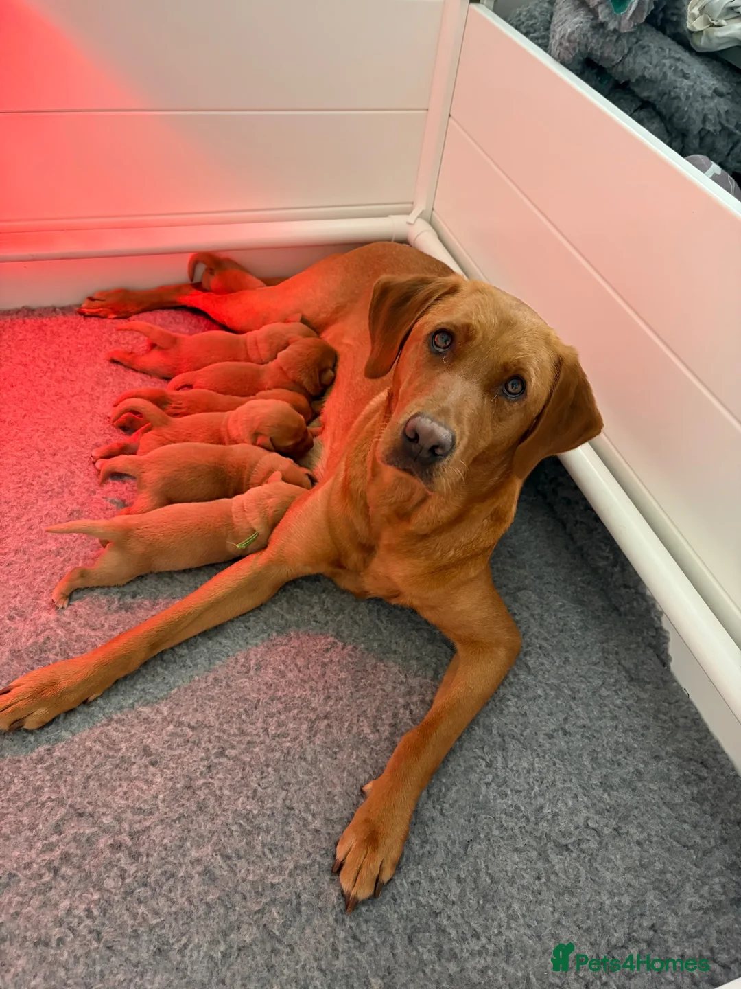 Labrador Retriever dogs for sale: KC REGISTERED FOX RED LABRADOR  - Advert 1