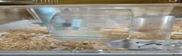 Hamster rodents for sale: Russian Dwarf Hamster in Birmingham - Advert 24