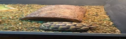 Hermann Tortoise reptiles for sale: Herman tortoise with enclosure set  - Advert 8