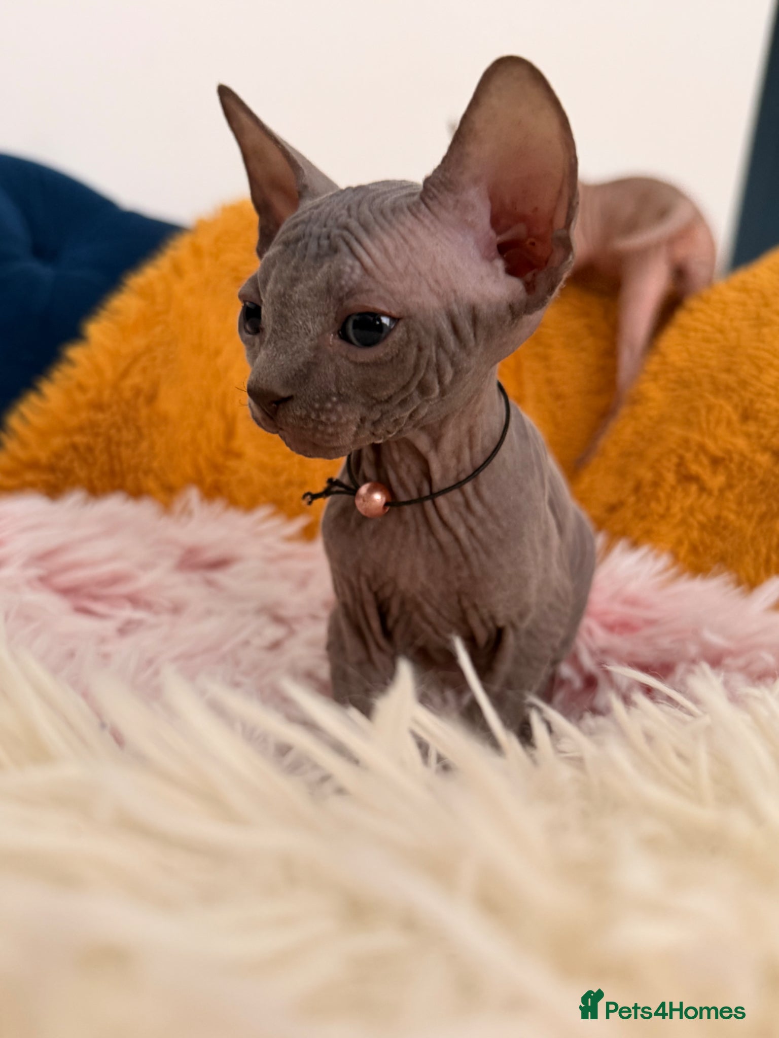 Sphynx cats 3 stunning kittens available! - Advert 18