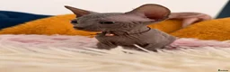 Sphynx cats for sale: 3 stunning kittens available! - Advert 1
