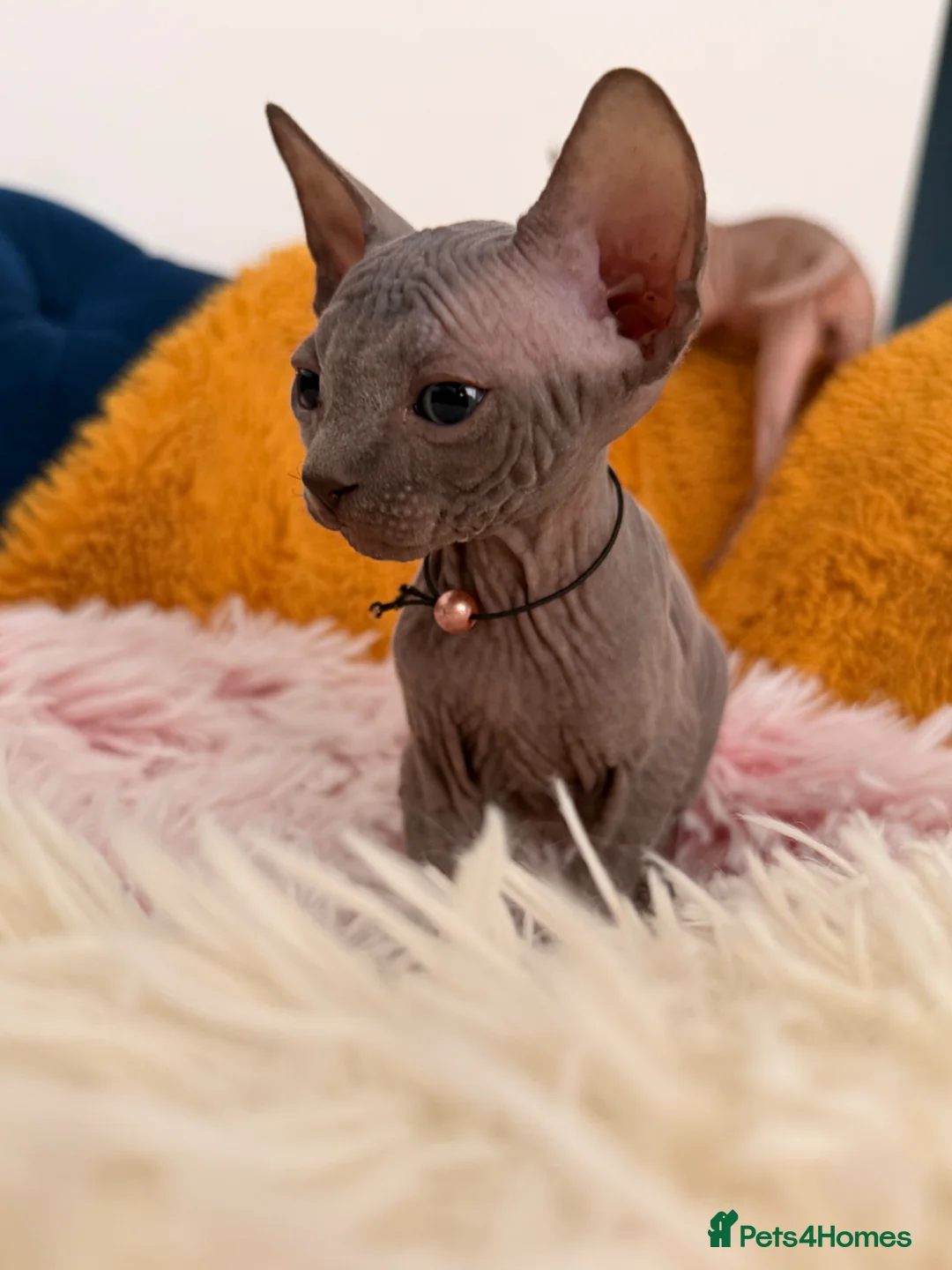 Sphynx cats for sale: 3 stunning kittens available! - Advert 1