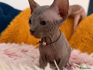 Sphynx cats 3 stunning kittens available! - Advert 18