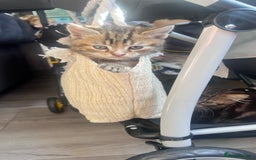 Mixed Breed cats for sale: 3 beautiful baby’s looking for their loving home  - Image 1
