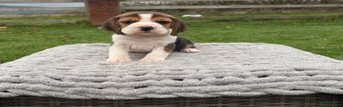 Beagle 4