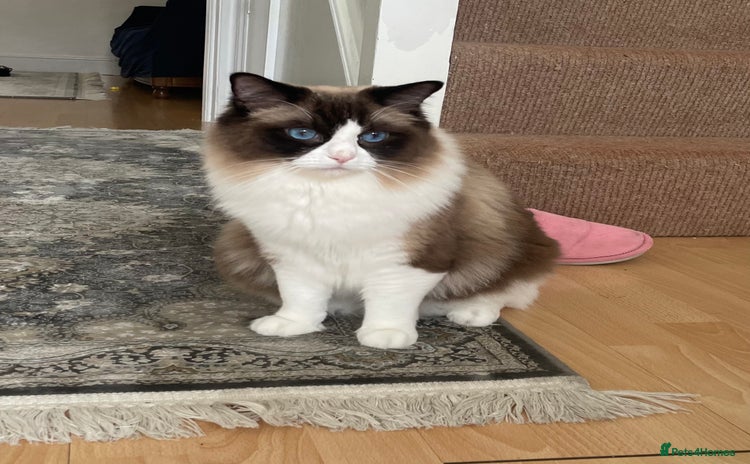 Ragdoll cats - Advert 6