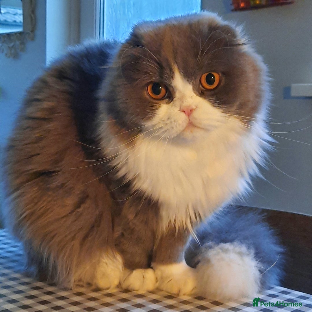 Scottish Fold cats for sale: TICA Registered Scottish Fold Young Neutered Girl - Advert 5