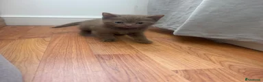 British Shorthair 3
