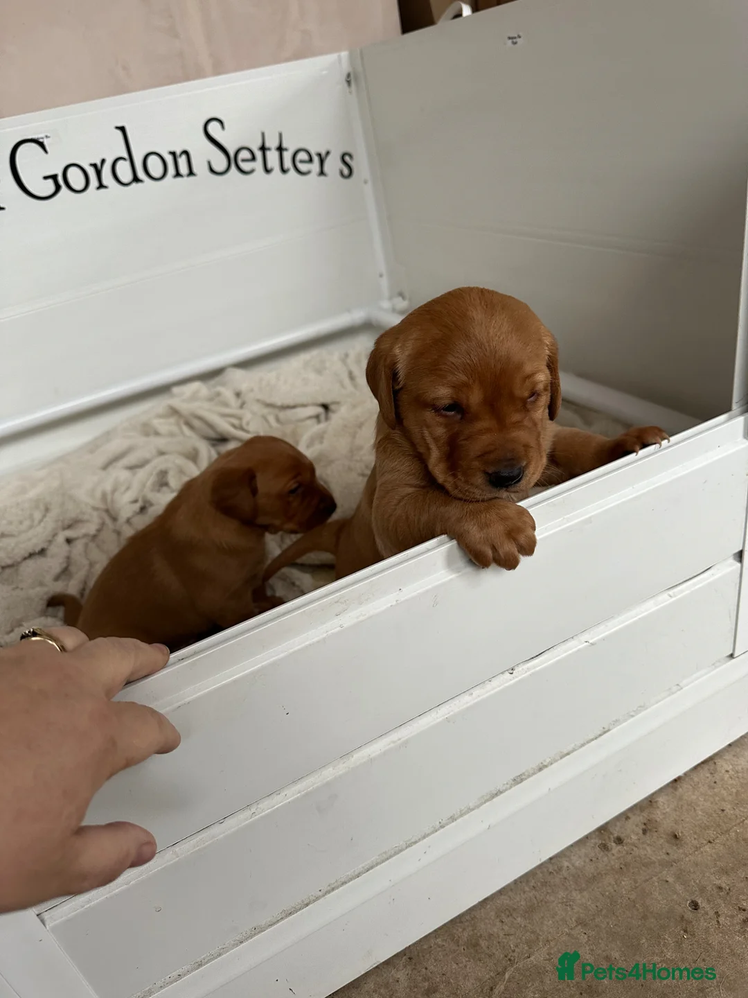 Labrador Retriever dogs for sale: Fox red labrador bitch pups in Stranraer - Advert 5