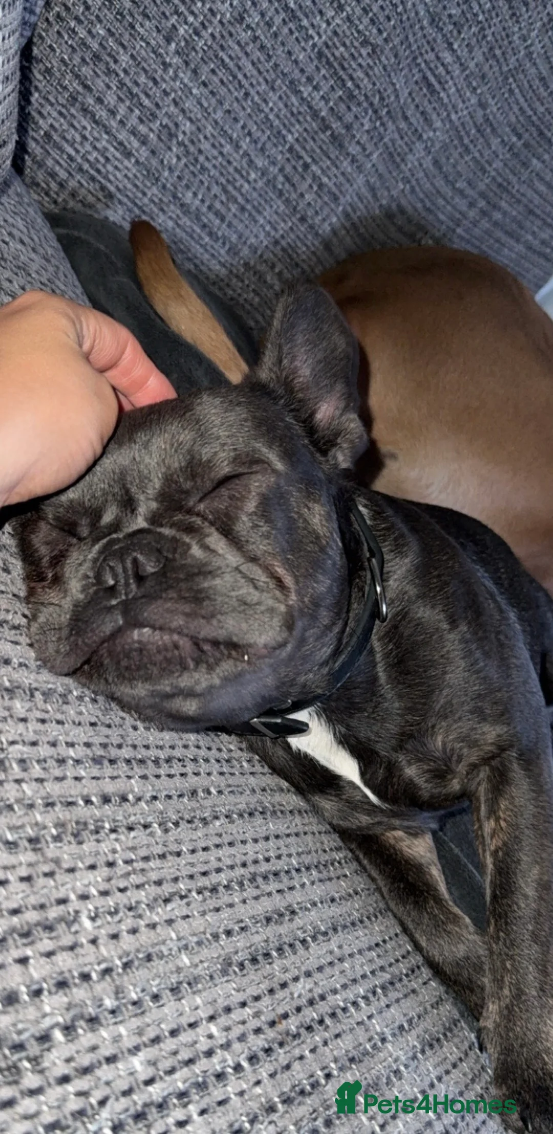 French Bulldog dogs for sale: 6 Month Frenchie Female - Advert 2