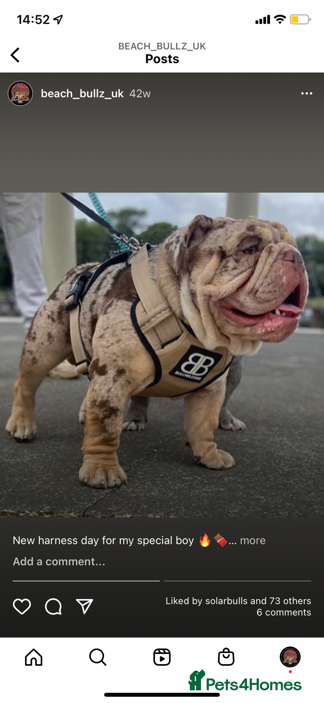 English Bulldog dogs for stud: Chocolate & Tan Merle Bulldog Stud Proved - Advert 3