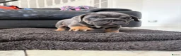 English Bulldog dogs for sale: Beefcake and Little Blue in Nottingham - Advert 5