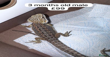 Bearded Dragon reptiles - Advert 13