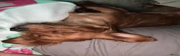 Mixed Breed dogs for sale: Rehoming through no fault of her  own  - Advert 2