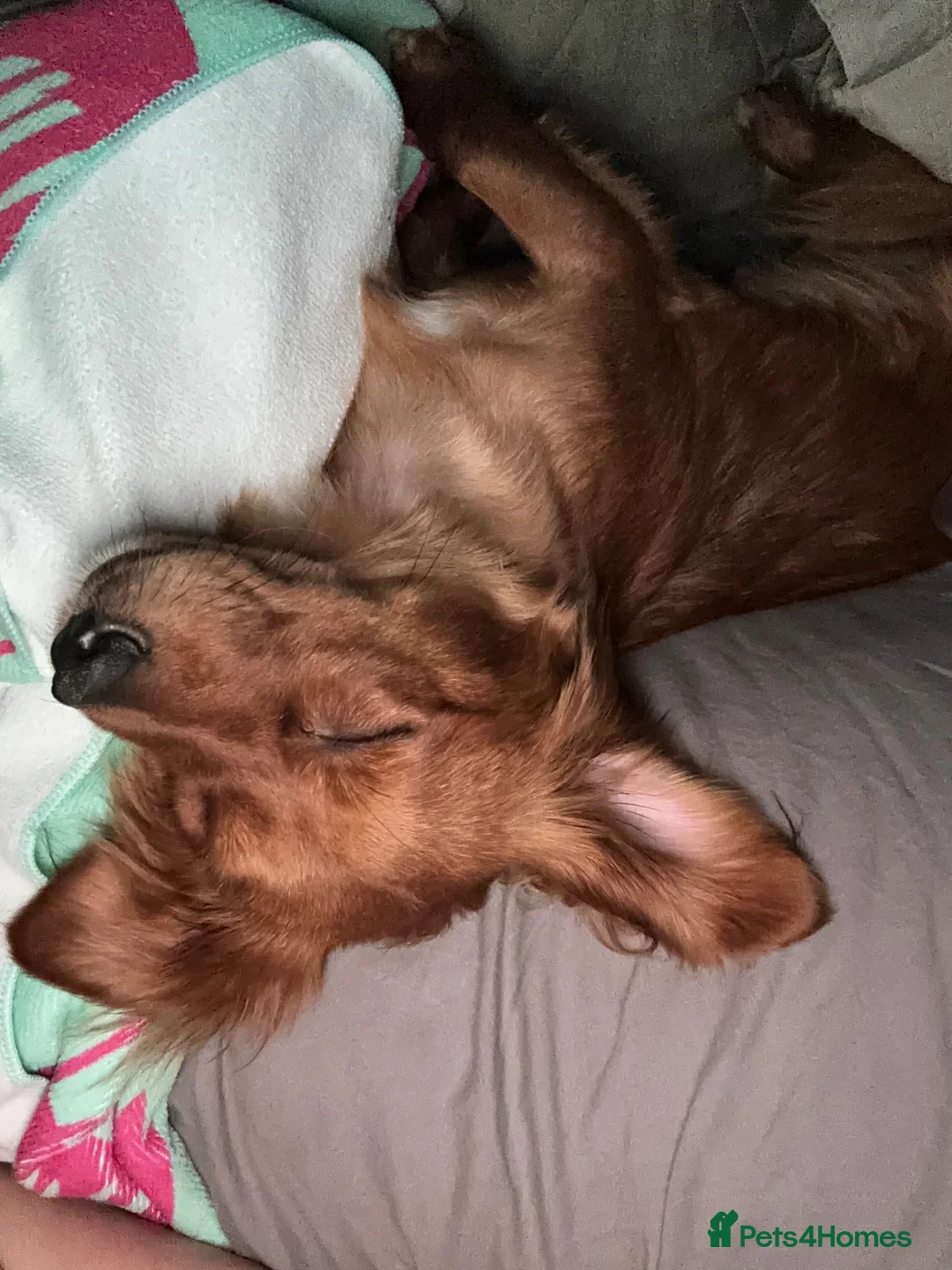 Mixed Breed dogs for sale: Rehoming through no fault of her  own  - Advert 2