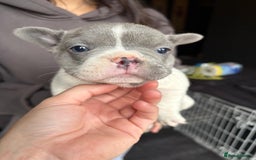 French Bulldog dogs for sale: French bulldog puppies for sale - Image 2