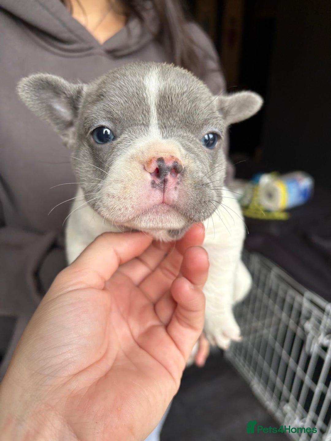 French Bulldog dogs for sale: French bulldog puppies for sale - Image 2