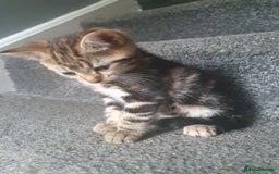 Mixed Breed cats for sale: Playful male kittens - Image 7