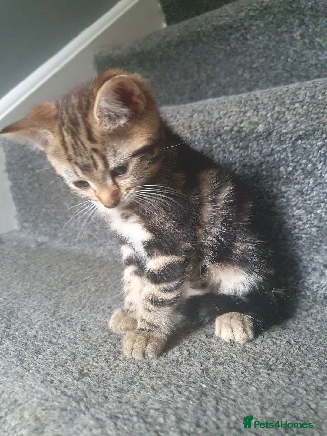 Mixed Breed cats for sale: Playful male kittens - Image 7